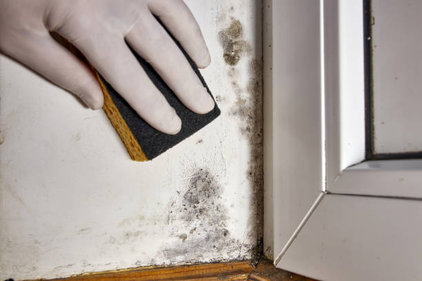 Best Mold Odor Removal Services  in Prescott Valley, AZ